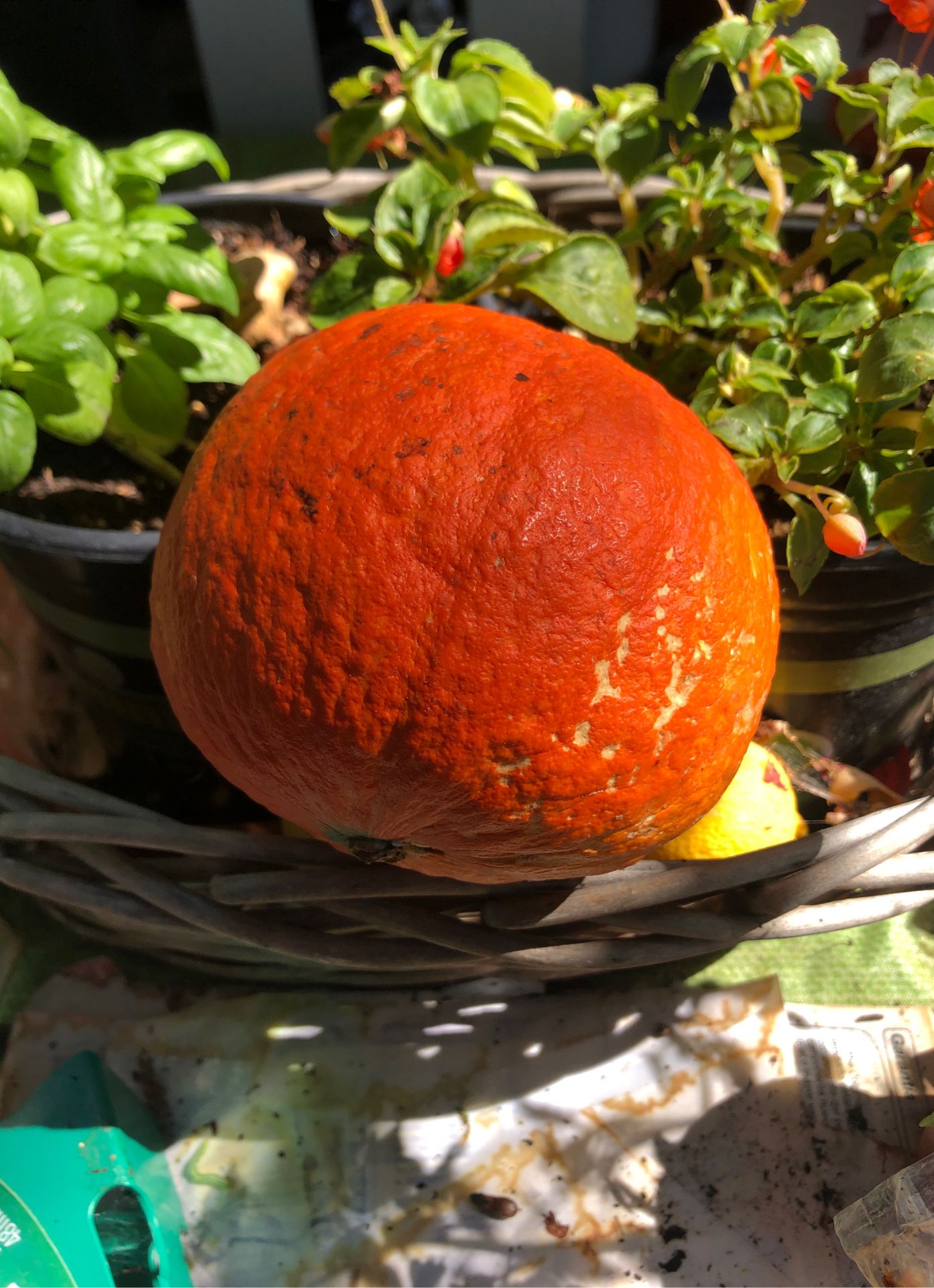 Kuri red squash