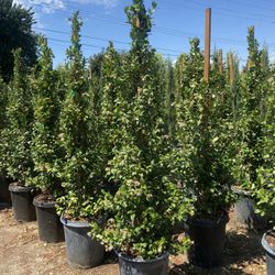 Star Jasmine 