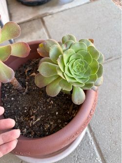 Aeonium plant root  cutting 1pc, no pot