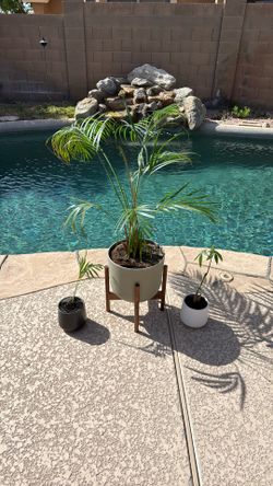 Easy Plants
