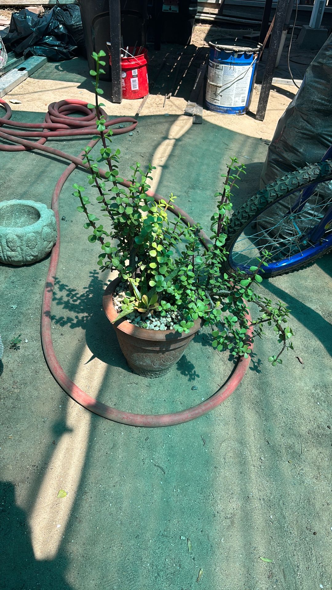 6IN CLAY POT WITH SUCCULENTS 