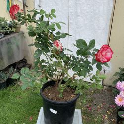 Outdoor rose 