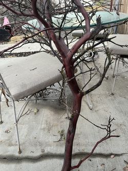 Reptile, Bird, Aquarium Manzanita Branches 