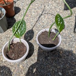 House Plant - Satin Pothos