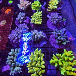 🔥CORALS DECORATIONS FOR MARINE TANK OVER 500 CORALS IN STOCK PICK-UP - DELIVERY - SHIP