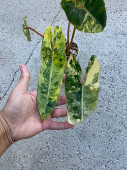 Philodendron Billietiae variegated