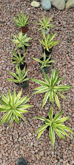 Rooted variegated Agave Plants in Pots