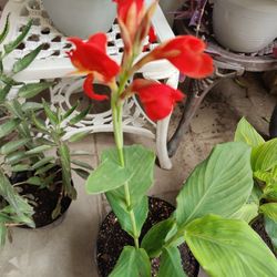 CANNA LILY RED FLOWER EXTERIOR PLANT  /$10 / NELLIS BLVD AND CHEYENNE AVE 
