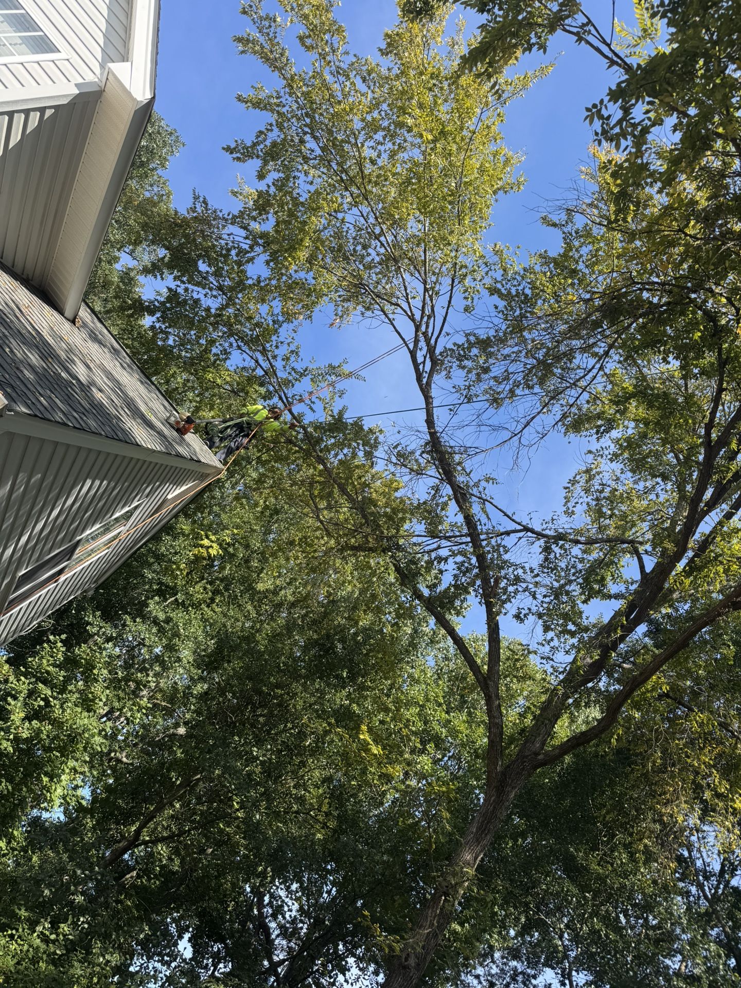 Tree Remove Around Charlotte.