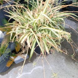 Hanging Spider Plant In A Pot $15