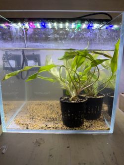 Aquarium Plants