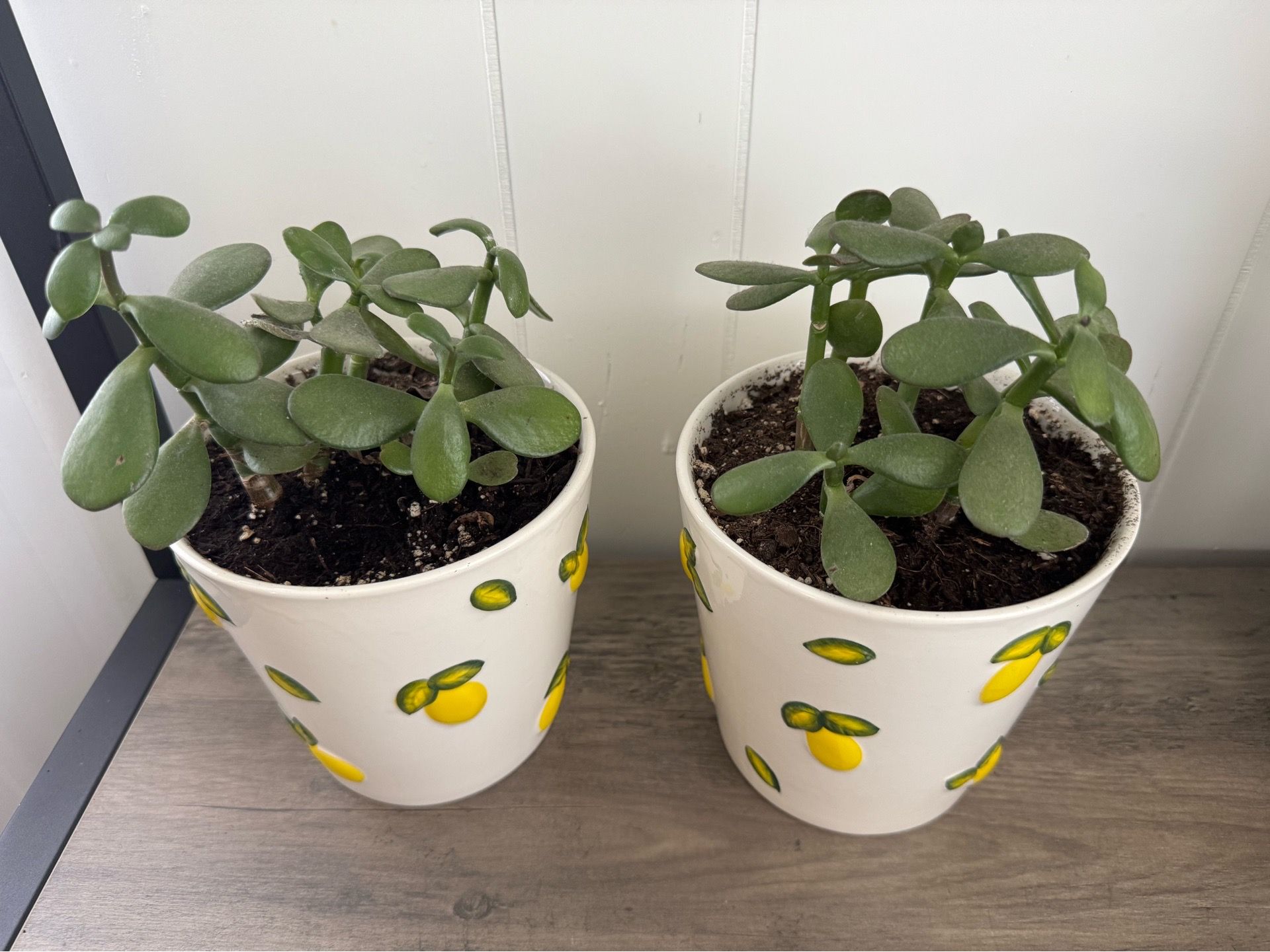Plants ๐ชด