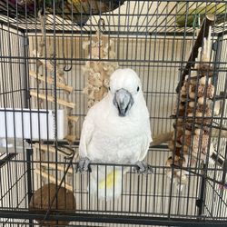 Bird Cage