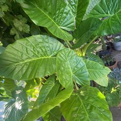 Elephant Ear plants