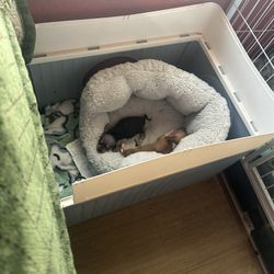 Cage For PUPS