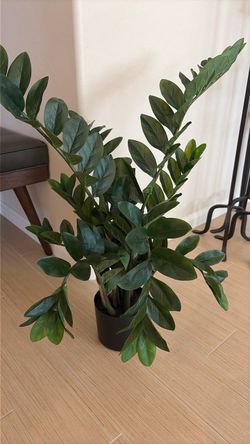 Faux ZZ House Plant