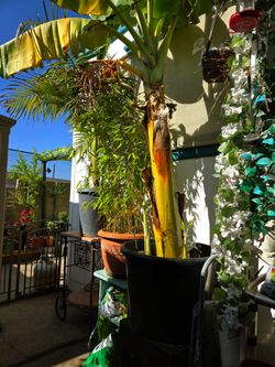 Beautiful tall banana tree 10 ft tall