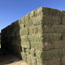 HAY- ALFALFA LOCAL FRESH 