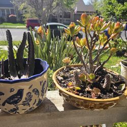 Plant Sale FRIDAY AND Saturday.  Suculents . Rose Plants Cactused Agaves And More.  