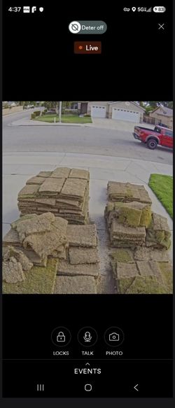 Bermuda sod