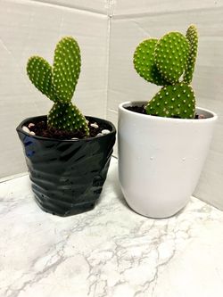 Cactus 🌵 plants