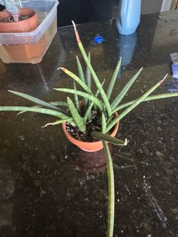 Plants