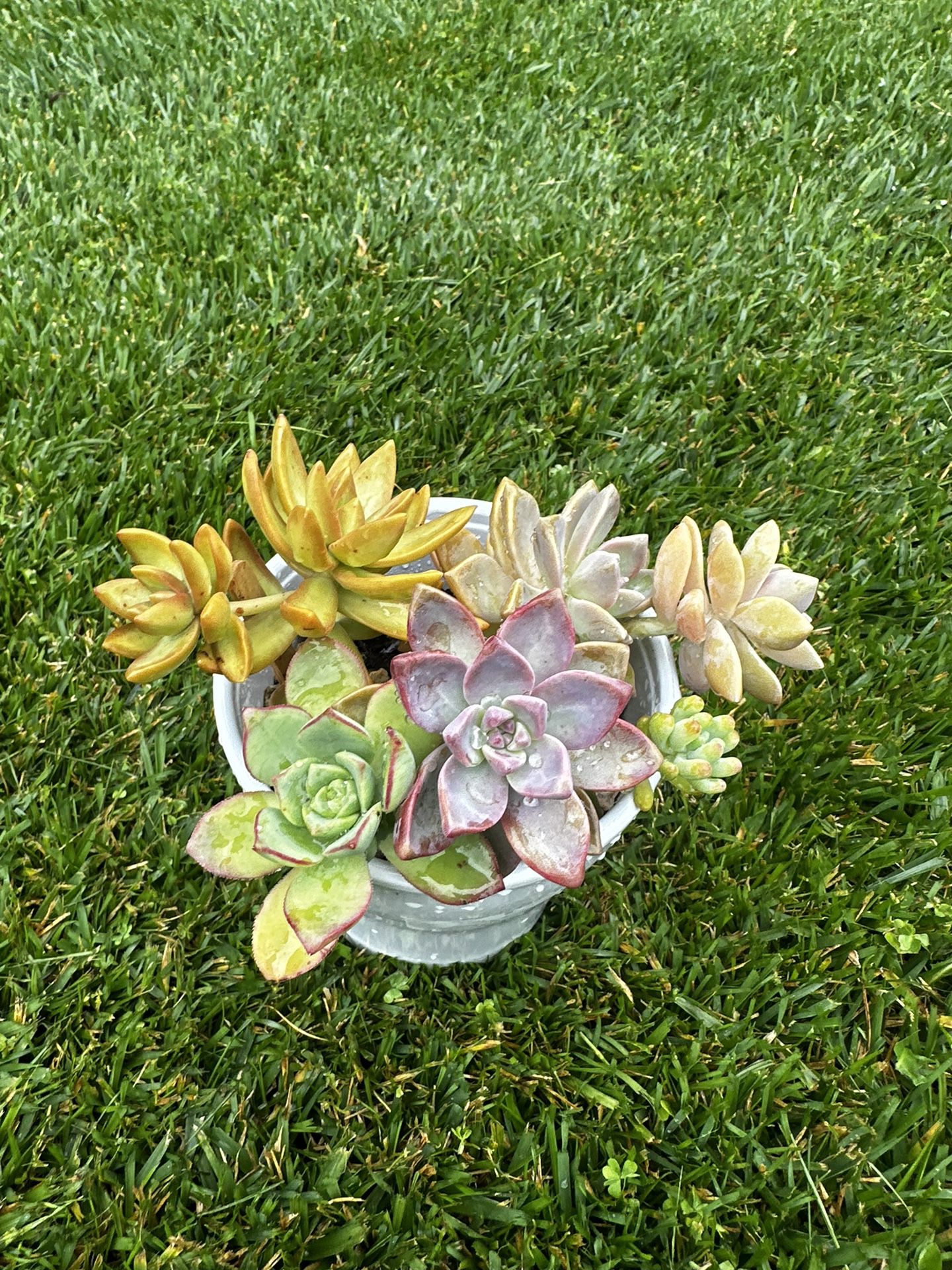 Succulents Mother’s Day 🎁 
