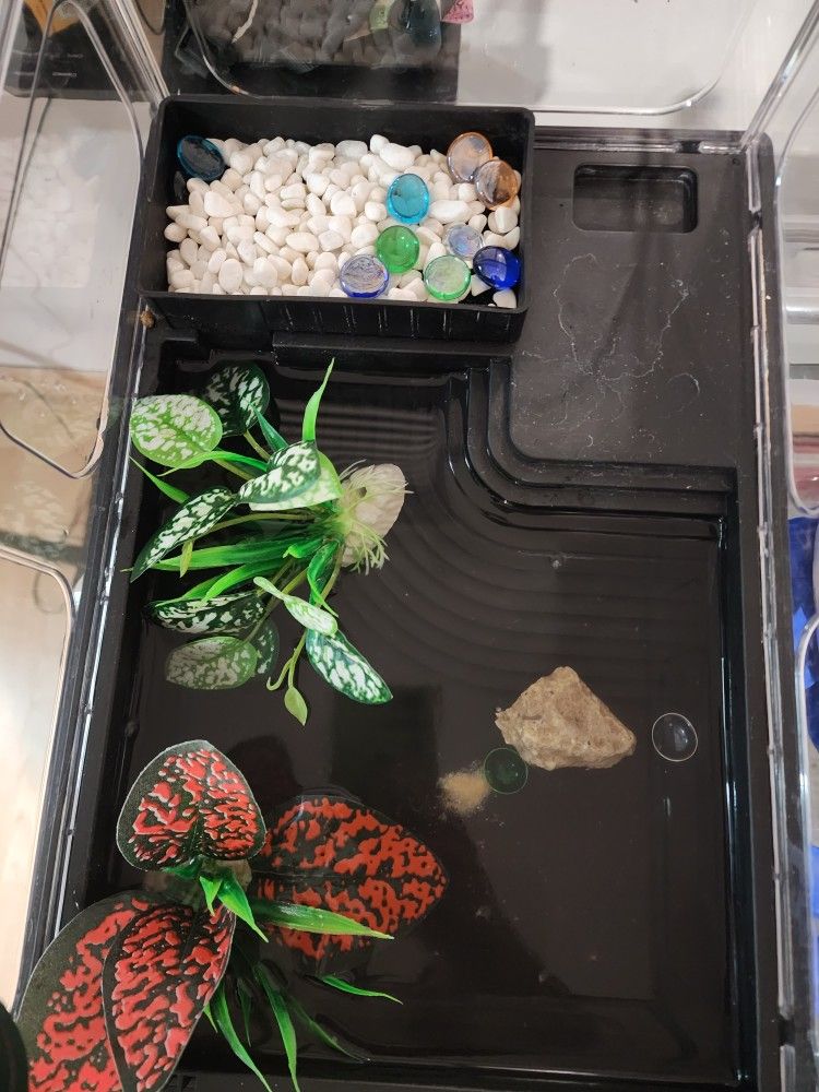 Turtle Tank