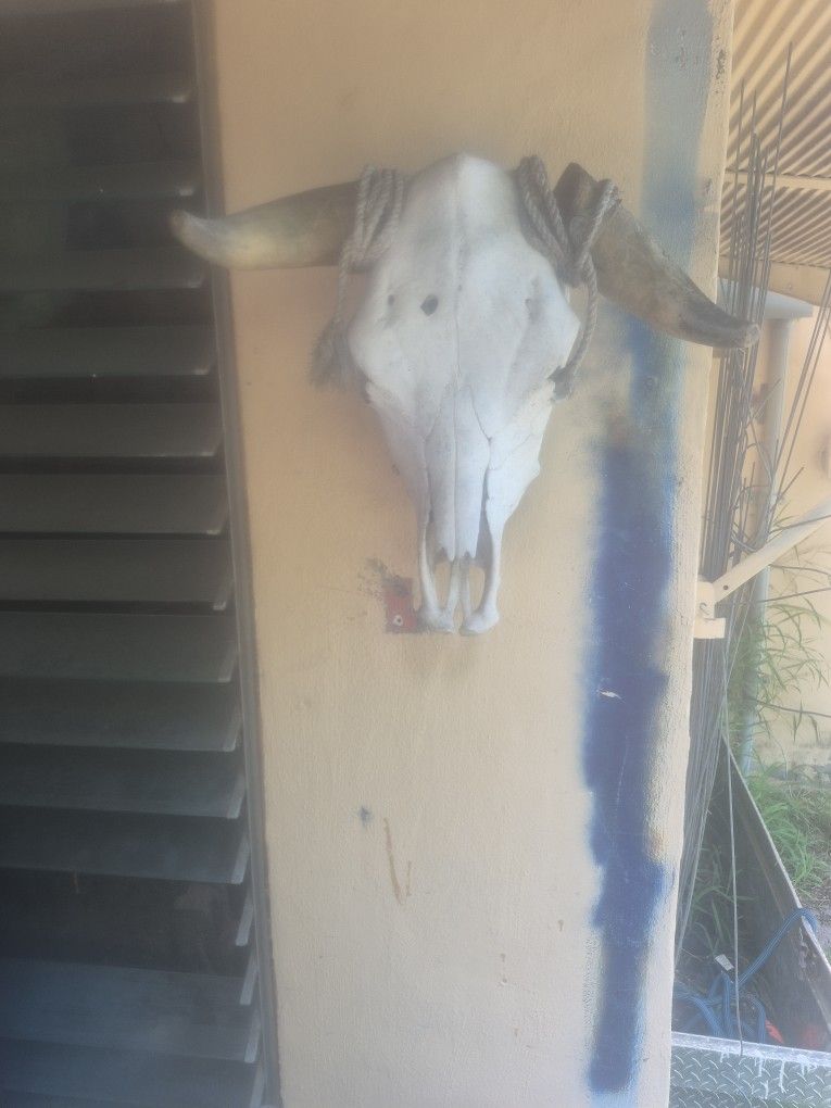 Cow