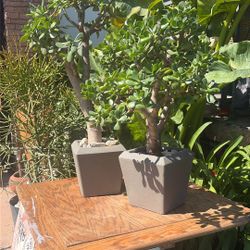 POTTED LUCKY Jade Trees