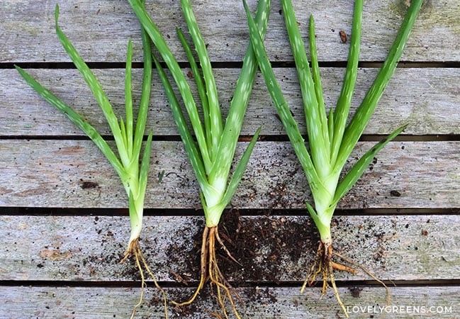 Alovera Baby Plant - Each For $5