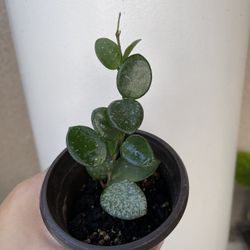 Hoya Mathilde Splash Plant