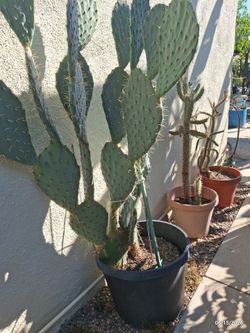 Free Cactus