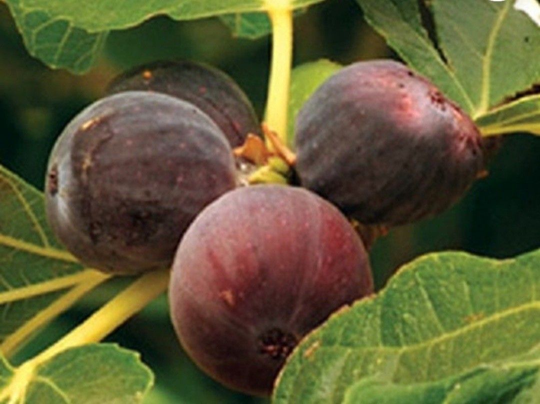 Fig Tree