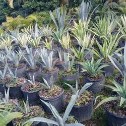 Big Sale Agave On Sale $35