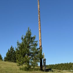 Telephone Poles 