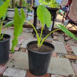 ELEPHANT  EAR  PLANT