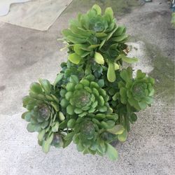 Aeoniums