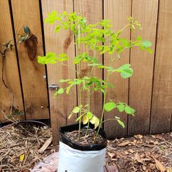 MORINGA Oleifera (The Tree Of Life)