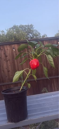 Bell pepper/ chile morron