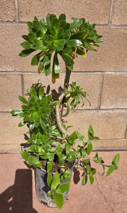 Suculent Plant