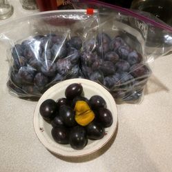 Italian Prune PLUMS $5 LB