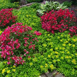 Flowering Groundcover