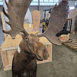 Moose Mount 