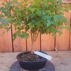 Bonsai Plants 