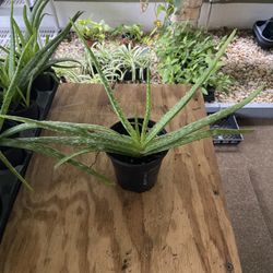 Aloe Vera Plant 
