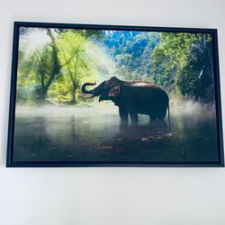 Safari Pictures