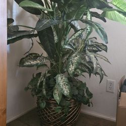 House Plant