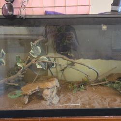 75 Gallon Set Up & 10 Gallon Set Up