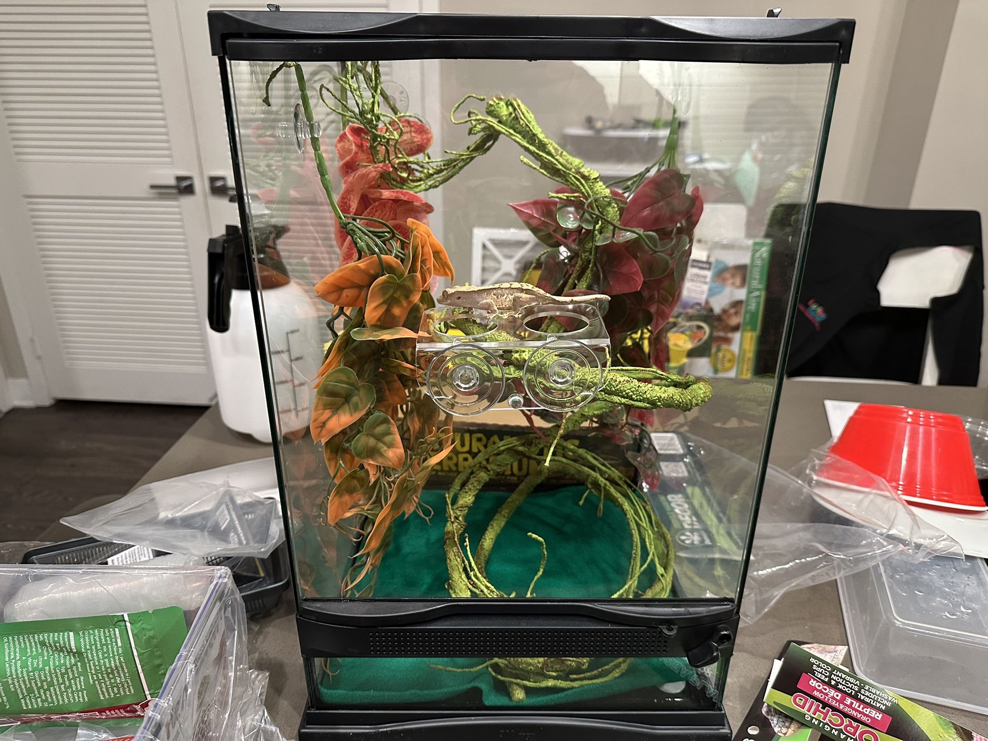 Crested Gecko Enclosure 